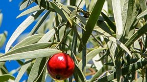 КАКИЕ БЫЛИ ОВОЩИ И ФРУКТЫ РАНЬШЕ?