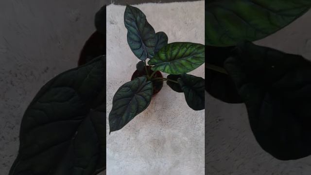 green dragon scale смотреть онлайн