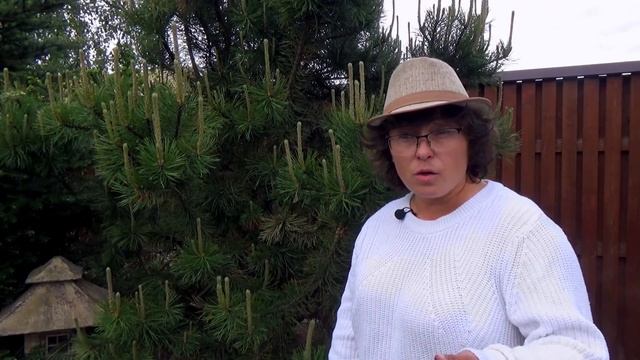 Ржавчина на растениях.  Симптомы, возбудители и лечение.