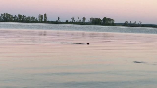 Рыбалка на Кольцо и на донки!Нашествие бобров! смотреть онлайн