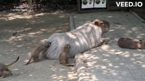 Капибары - самые милые животные