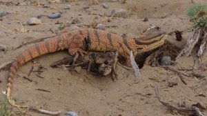 Серый[1], или пустынный[2] варан (лат. Varanus griseus)