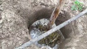 Посадка саженца яблони. 100% приживаемость.