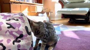 Savannah and Chausie kittens meet for the first time.