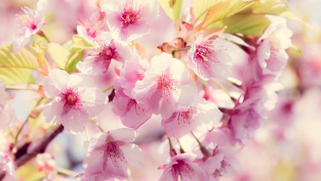 Релакс. Музыка и сакура смотреть онлайн