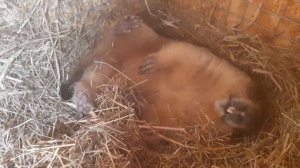 Спит, как сурок!#ручной байбак#домашний сурок#милые животные#marmot#cute animals