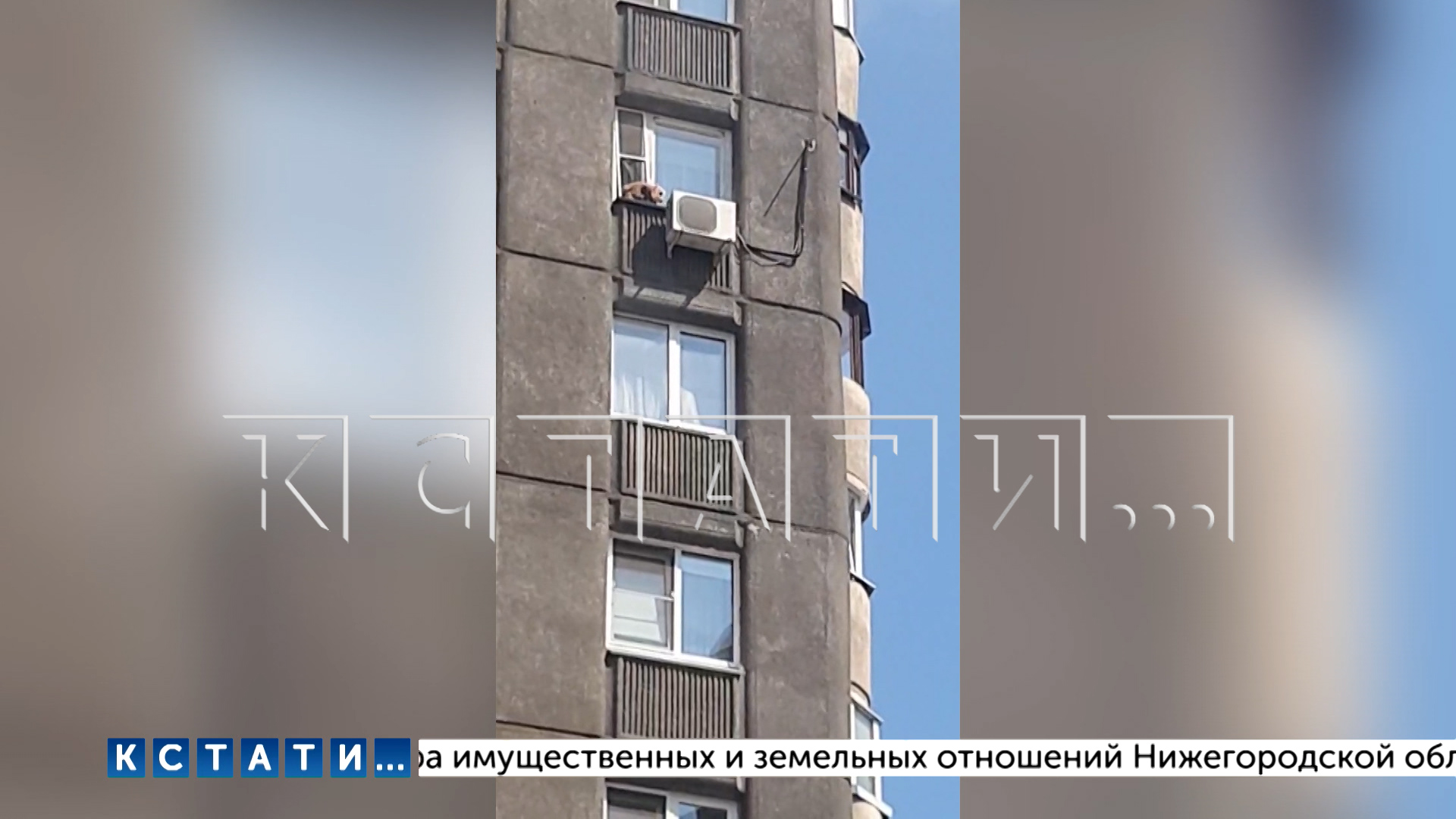 Полдня кокер-спаниэль просидел на кондиционере 9 этажа