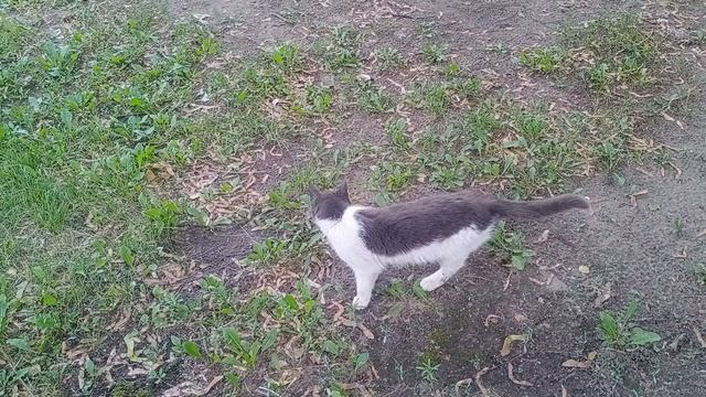 Кошка