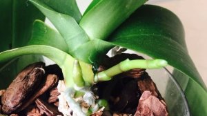 ЦВЕТОНОСЫ У ОРХИДЕЙ! КАК РАЗБУДИТЬ ИХ БОЛЬШЕ!?!???