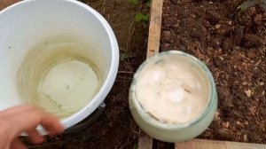 Уникальный эксперимент Будут ли огурцы в теплице расти как на дрожжах? Дрожжи, подкормка для огурцо