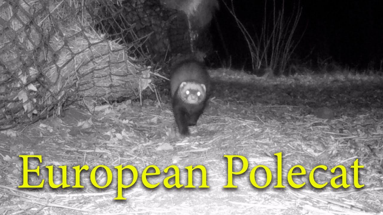Черный Хорек живущий в скирде сена / European polecat at night смотреть онлайн