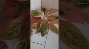 Аглаонема Амелия или Свит Оранж