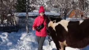 Обучение ЖЕРЕБЕНКА до 1 года // Мягкие Методы / Хардин