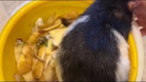 Гуманный способ избавиться от крыс