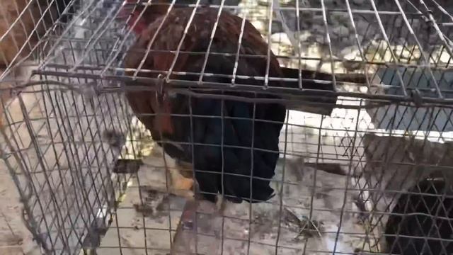 Скотный рынок Дагестан цены воскресенье 29 октября смотреть онлайн