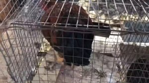 Скотный рынок Дагестан цены воскресенье 29 октября