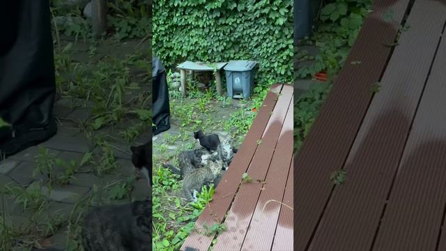 Mission failed #зубарев #шутки #юмор смотреть онлайн