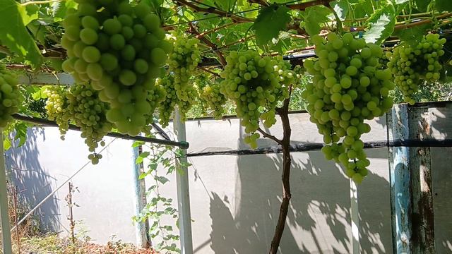 К-ш Рататуй(США) на 09.08.24г.виноградник Король В. Н.г.Краснодар Slava.King2007@mail.ru смотреть онлайн