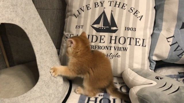 ???КОТЯТА ЗОЛОТАЯ ШИНШИЛЛА??☀️GOLDEN KITTENS??☀️