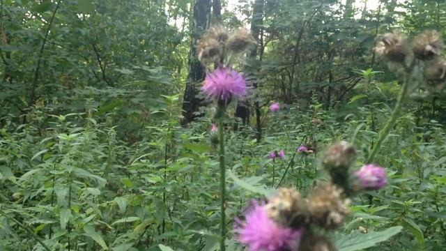 Н.Матюшина "Сказочный лес" (выполнено учеником 6 класса Александром Левитаном) смотреть онлайн