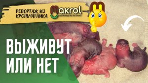 ??Перехожу на УПЛОТНЕННЫЕ окролы #Макрол #Макляк