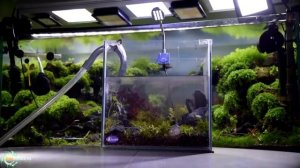 Аквариумные хитрости лайфхаки: чай`em all