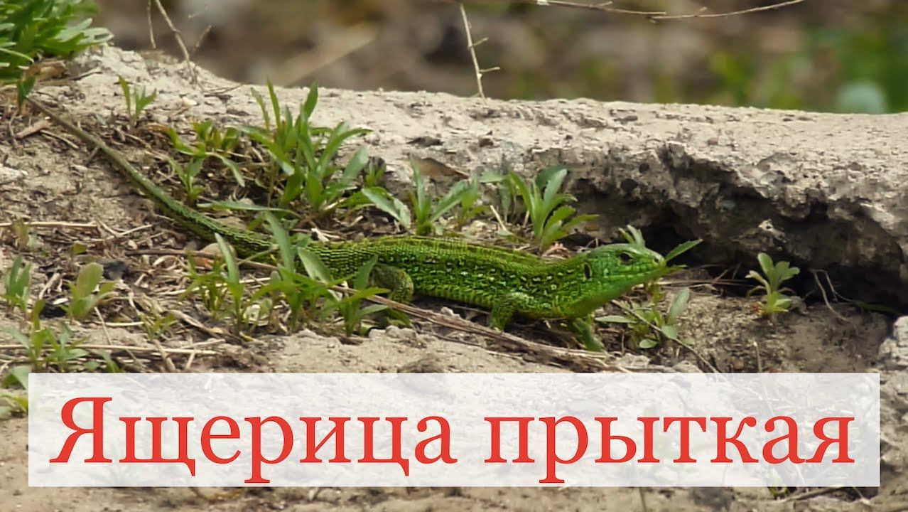 Ящерица прыткая 11 мая 2014