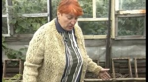 Капуста кольраби