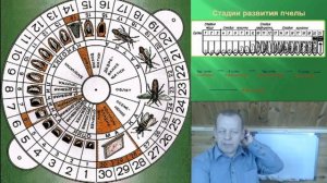 Сроки развития пчёл, семьи. Сила семьи. Свищевые матки сроки развития. Практика для сезона.