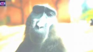 эдит с обезьяной ?