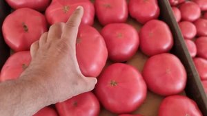 Пинк Айди F1, собираем урожайный томат 2023г!