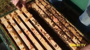 Монтикола четвёртая генерация F1