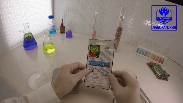 Арбуз Лежебока Медовый. СеДеК