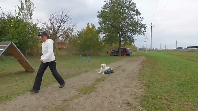 Дрессировка собак - послушание (элементы ОКД). смотреть онлайн