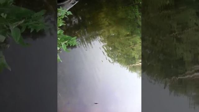 Ловля белого амура на паплавочную снасть,.