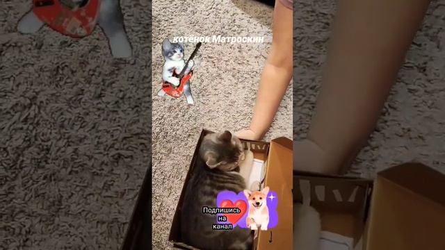 Спасённый котенок радуется жизни смотреть онлайн