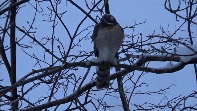 Ястреб - перепелятник. Пернатый охотник на мелких птиц. смотреть онлайн