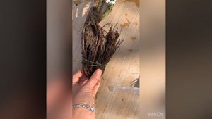 Распаковка посылки из питомника Красная Роза