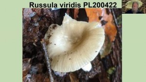 Patrick Leonard - An Introduction to Russulaceae