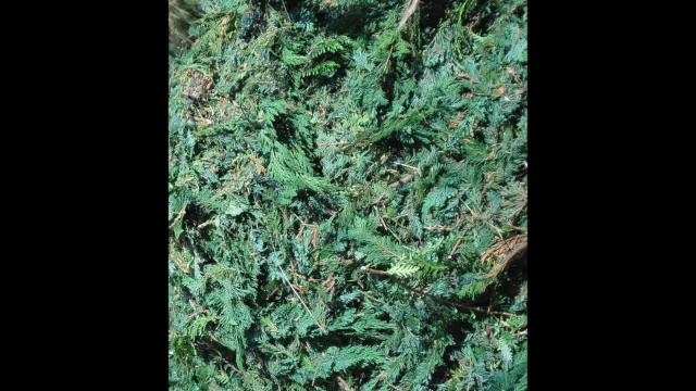 Comment valoriser les déchets de conifères au jardin et notamment les thuyas ! смотреть онлайн