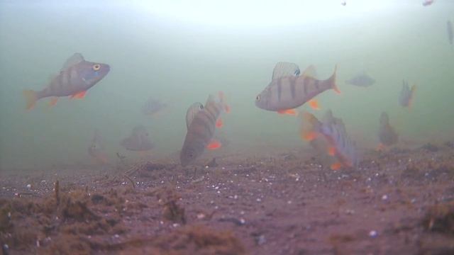 Ловля окуня зимой! Подводные съемки! смотреть онлайн