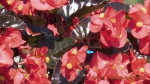 Бегония обыкновенный Ред Бронз Лиф ? Ред Бронз Лиф обзор: как сажать, семена бегонии Ред Бронз Лиф