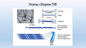 Цитоскелет клетки