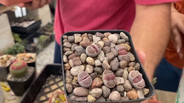 PLANTAS PIEDRA cuidados y transplante LITHOPS suculentas / Viveros suculento смотреть онлайн