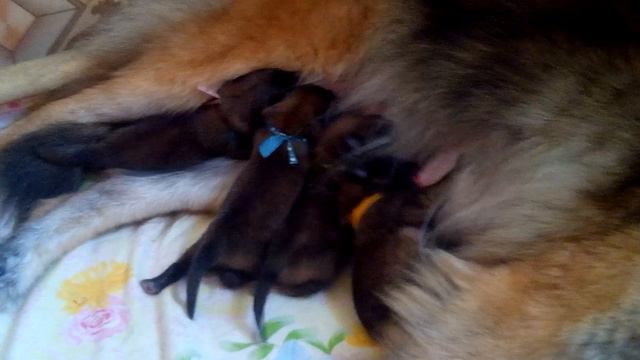 Sale! Puppies tervuren (Belgian sheep-dog), age 3 days смотреть онлайн