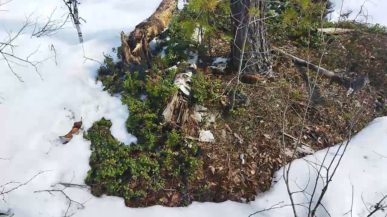 Гадюка уже в марте снег не помеха Snow Viper смотреть онлайн