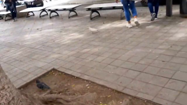 LEDRA,NICOSIA,CYPRUS HOLLIDAY ESCAPADE смотреть онлайн