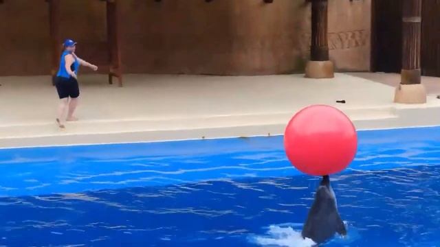 Relaxing Dolphin Singing for Stress Relief - Soothing Music for Meditation, Therapy - Sleep смотреть онлайн