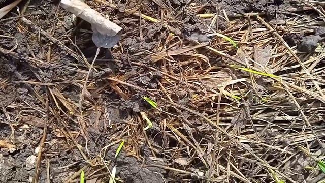 осматривает муравейники разных муравьев в окрестностях школы. смотреть онлайн