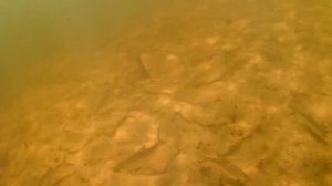 Подводный мир. Подводная съёмка. Пляж Подсолнух. Жуковка